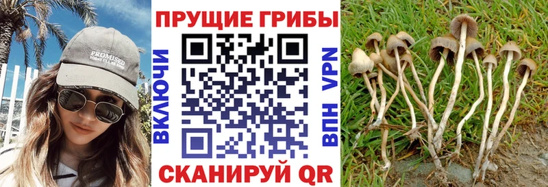 Псилоцибиновые грибы MAGIC MUSHROOMS  закладка  Катав-Ивановск 